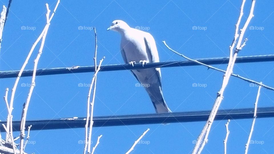 Bird on the Wire