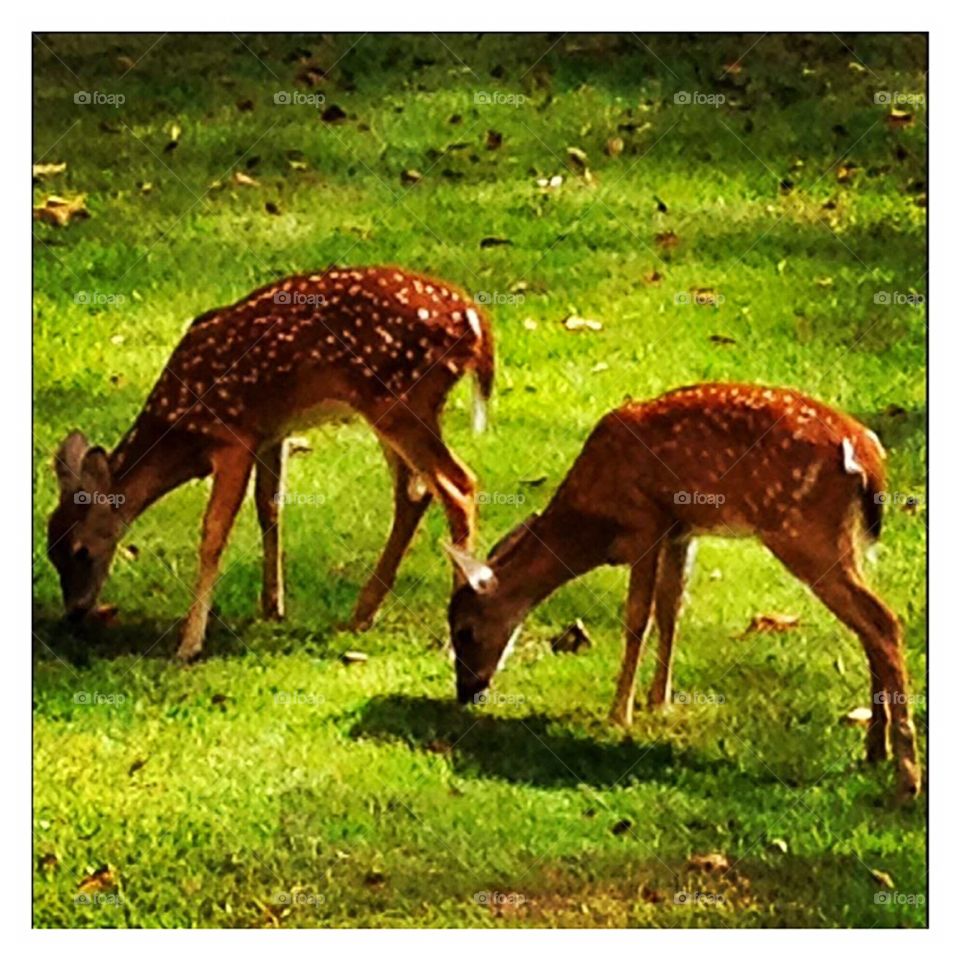 Fawns