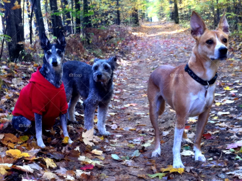 northern michigan dogs forest fall by serenitykennedy