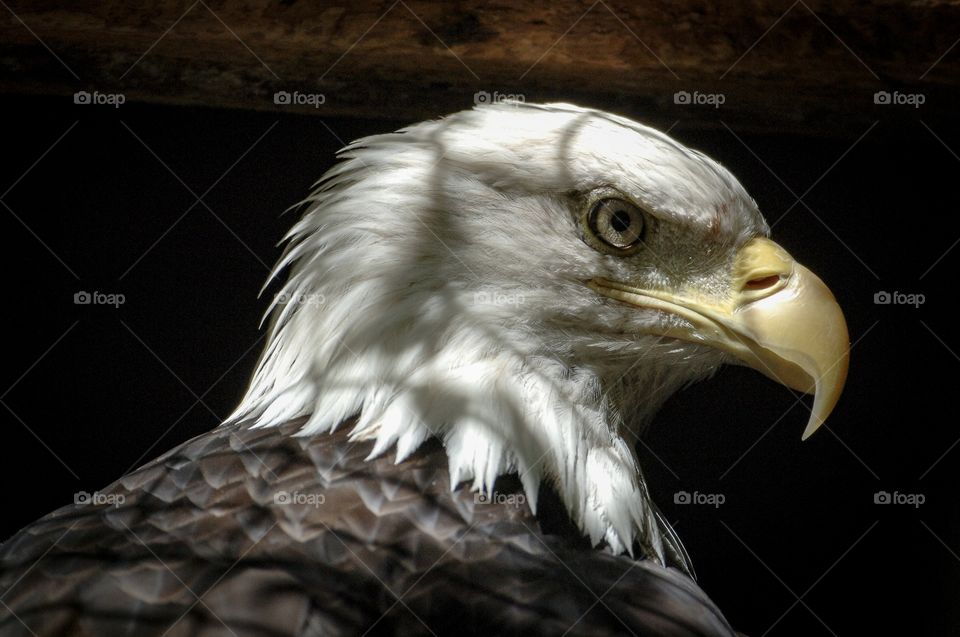 Close up Eagle