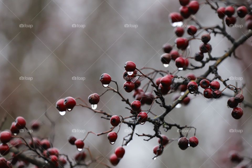 Raindrops on a dry plant in winter 