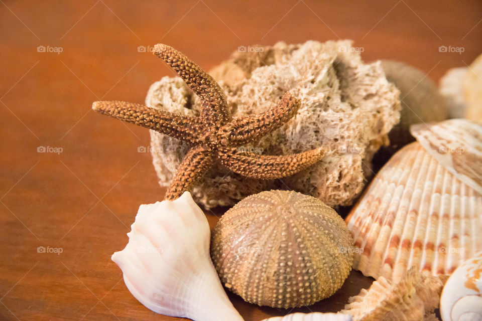Variety of a seashells