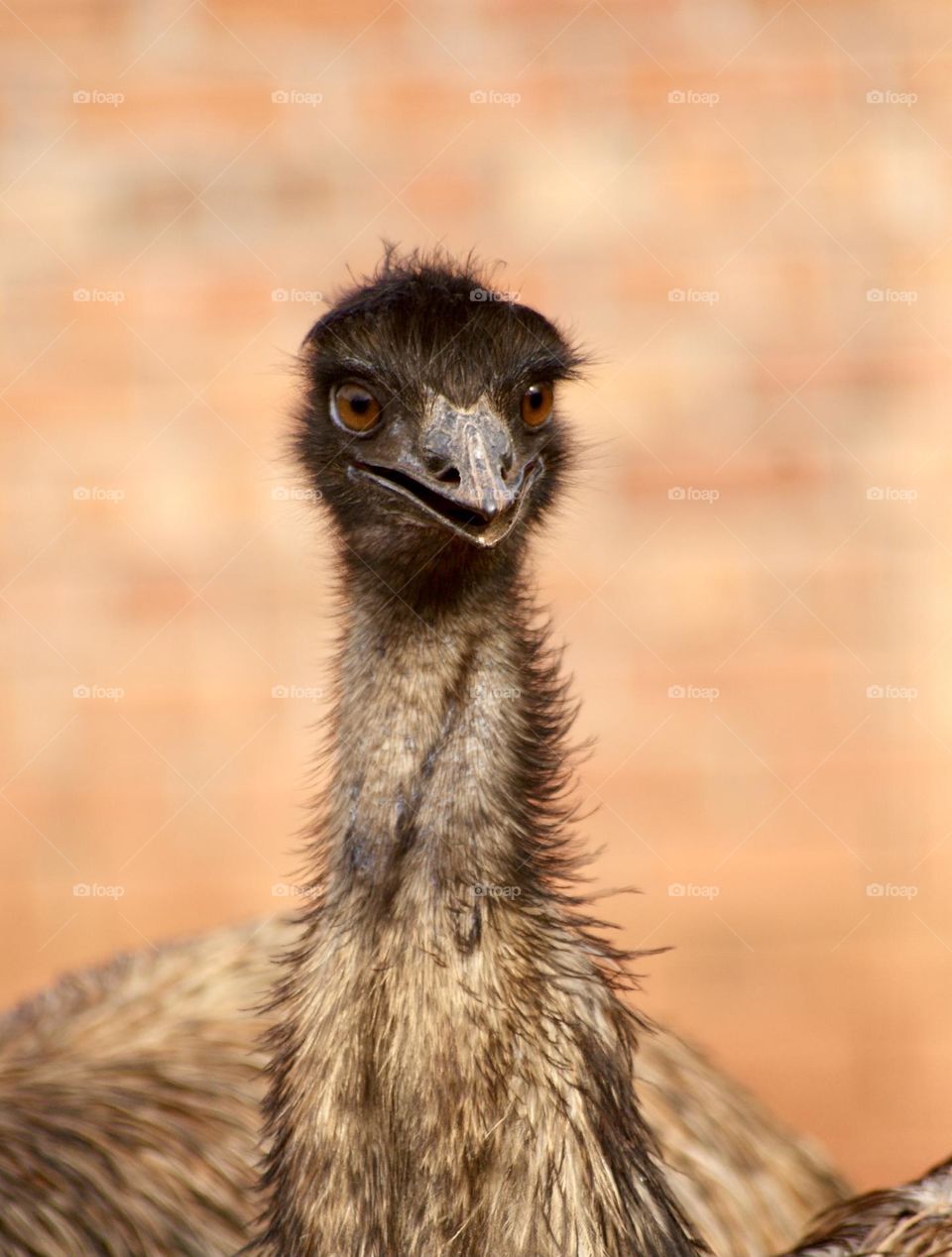 A close up shot of an emu 