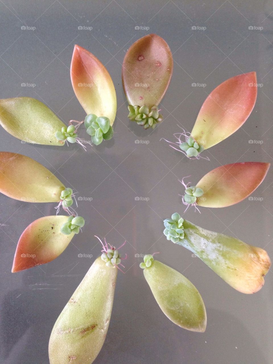 Propagation