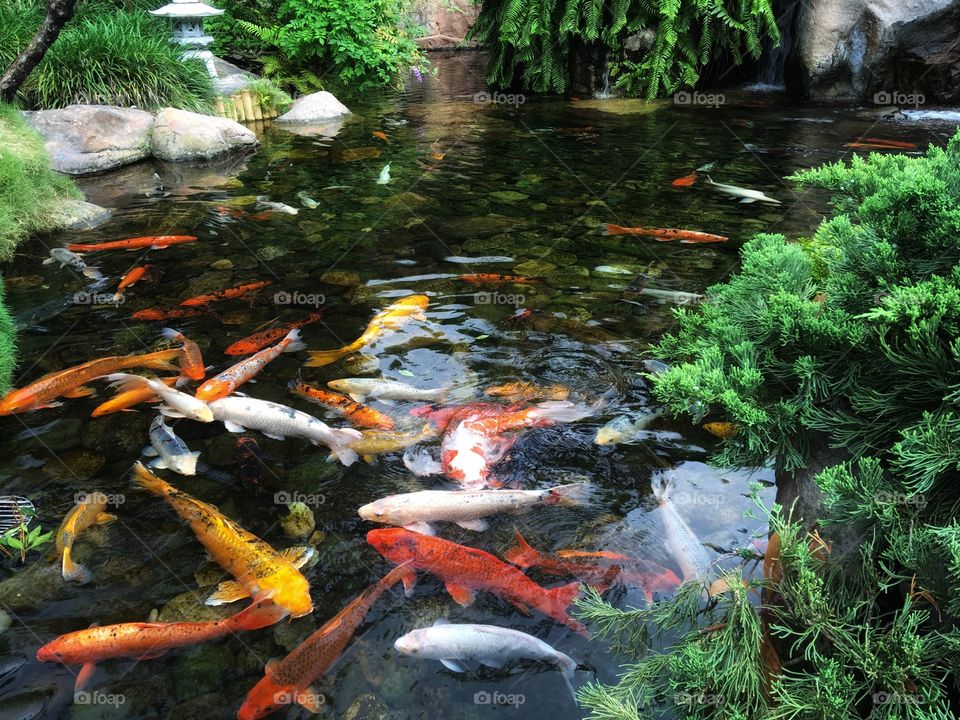 Koi Fish