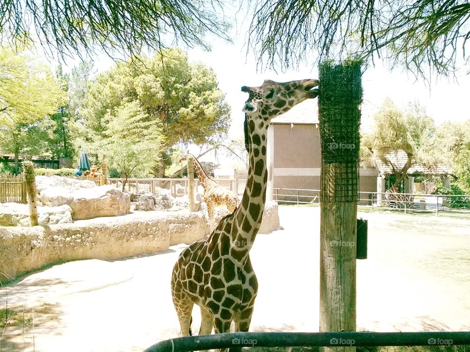 giraffes