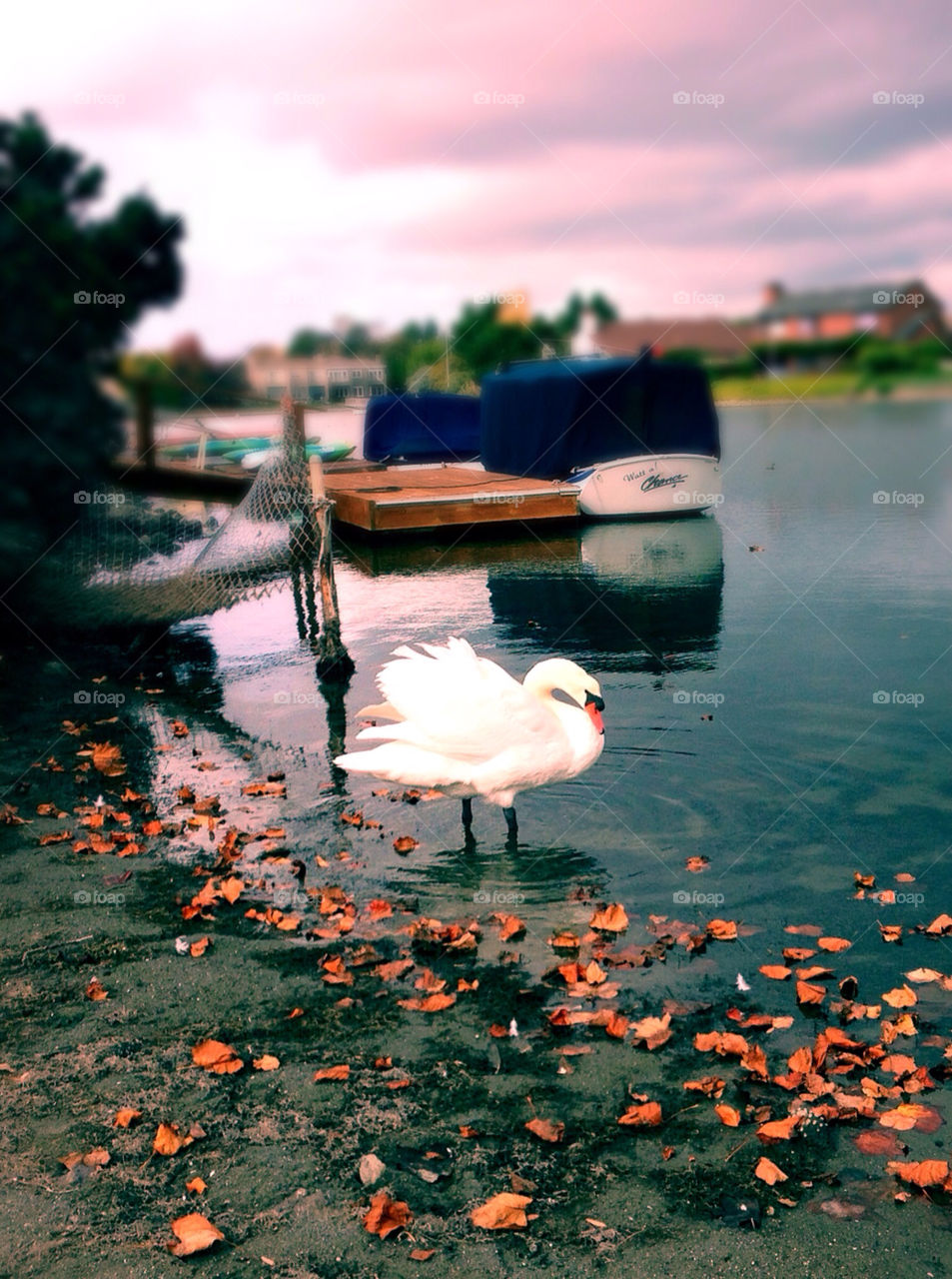 swan fall autumn bird by Jennz4