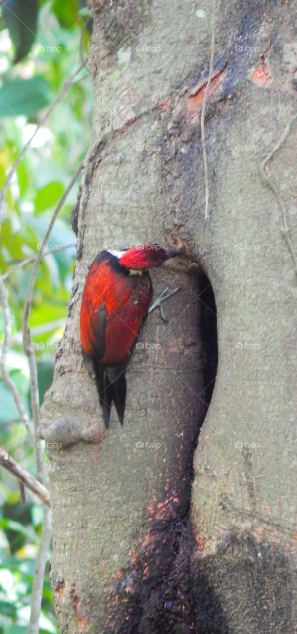 Sri Lankan woodpecker