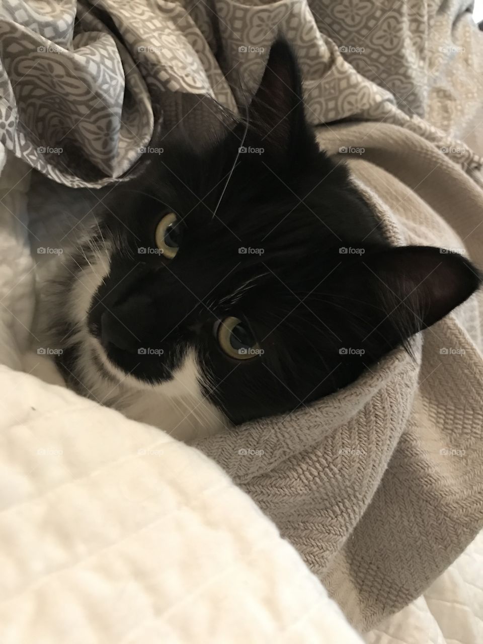 Grumpy cat cuddled up in a blanket 