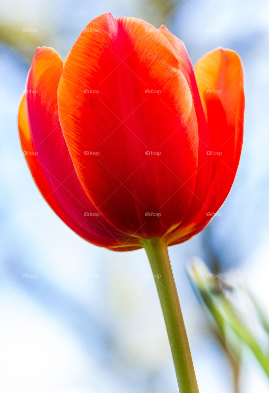 Close-up of tulip