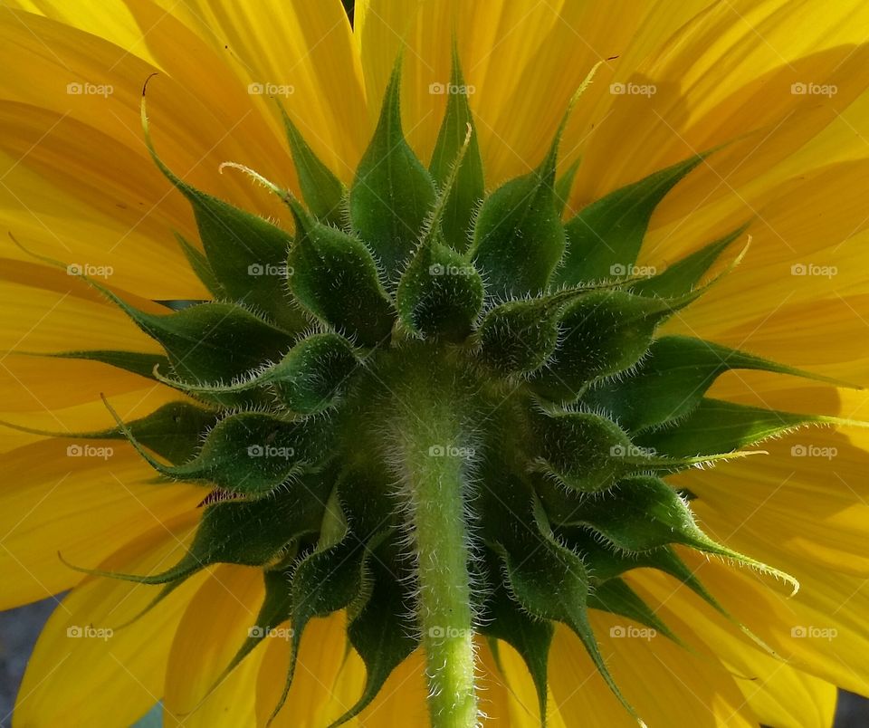 sunflower
