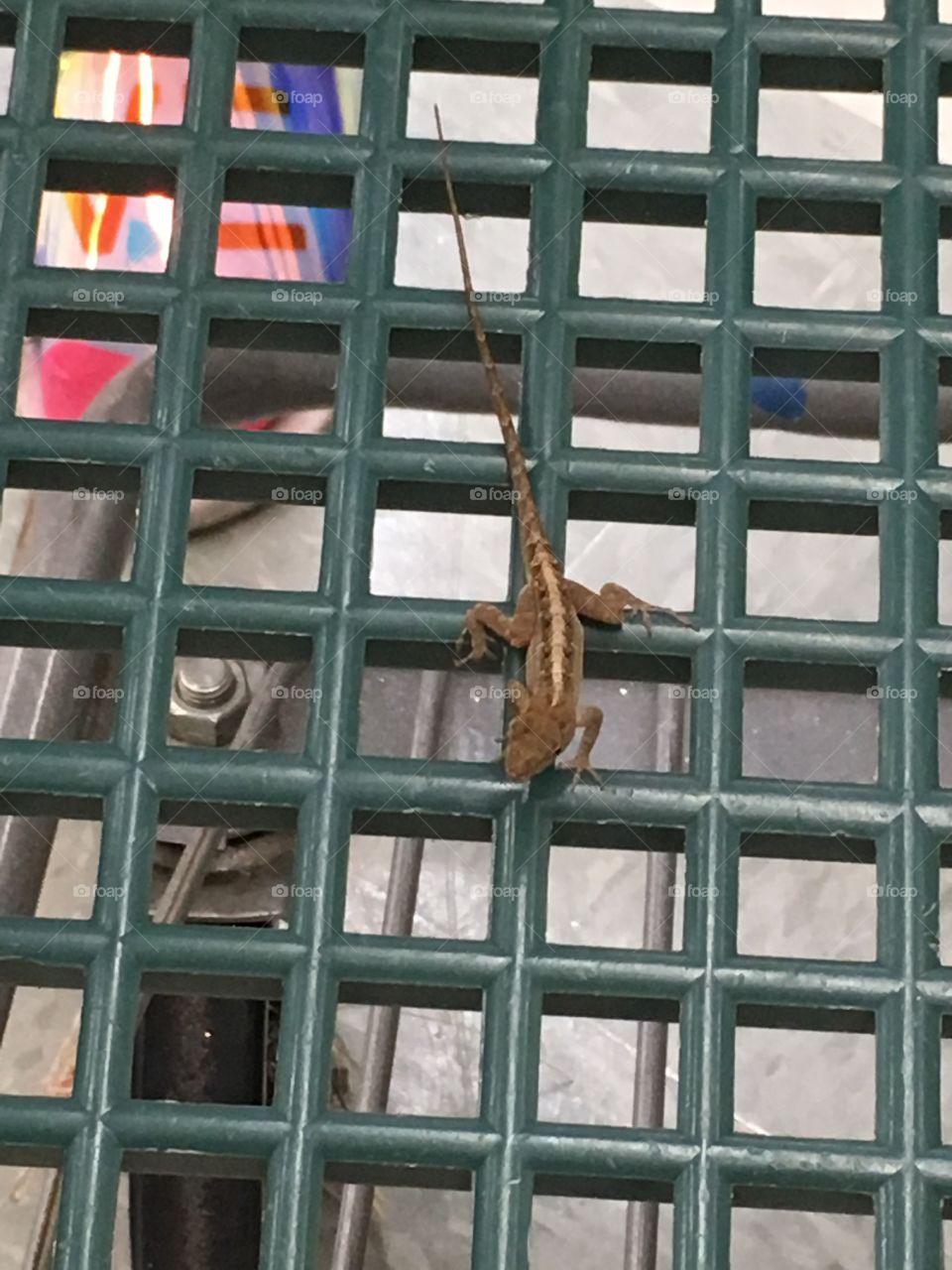 Lizard in a shopping carriage 🦎