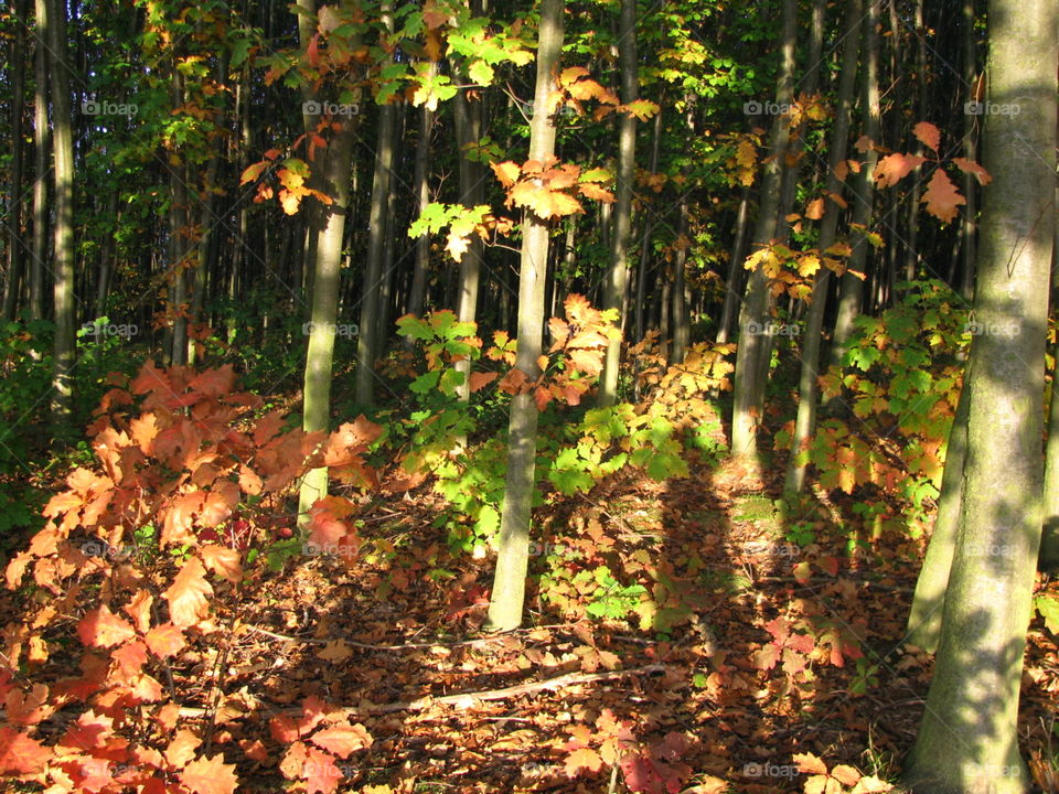 Autumn in the forest