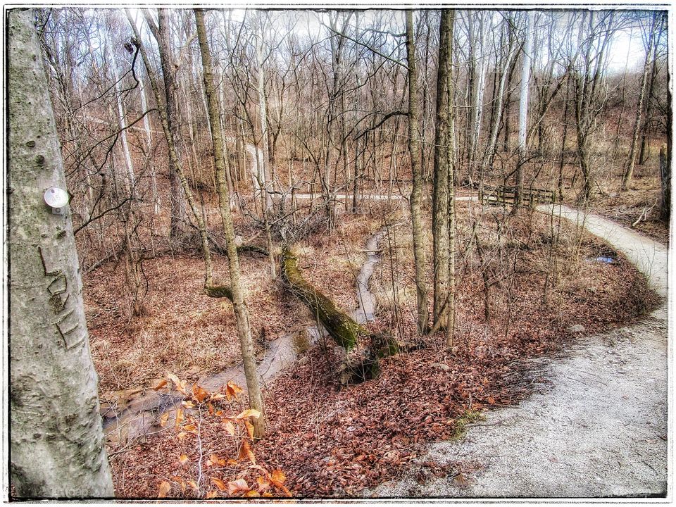Wood, Nature, Tree, Fall, Season