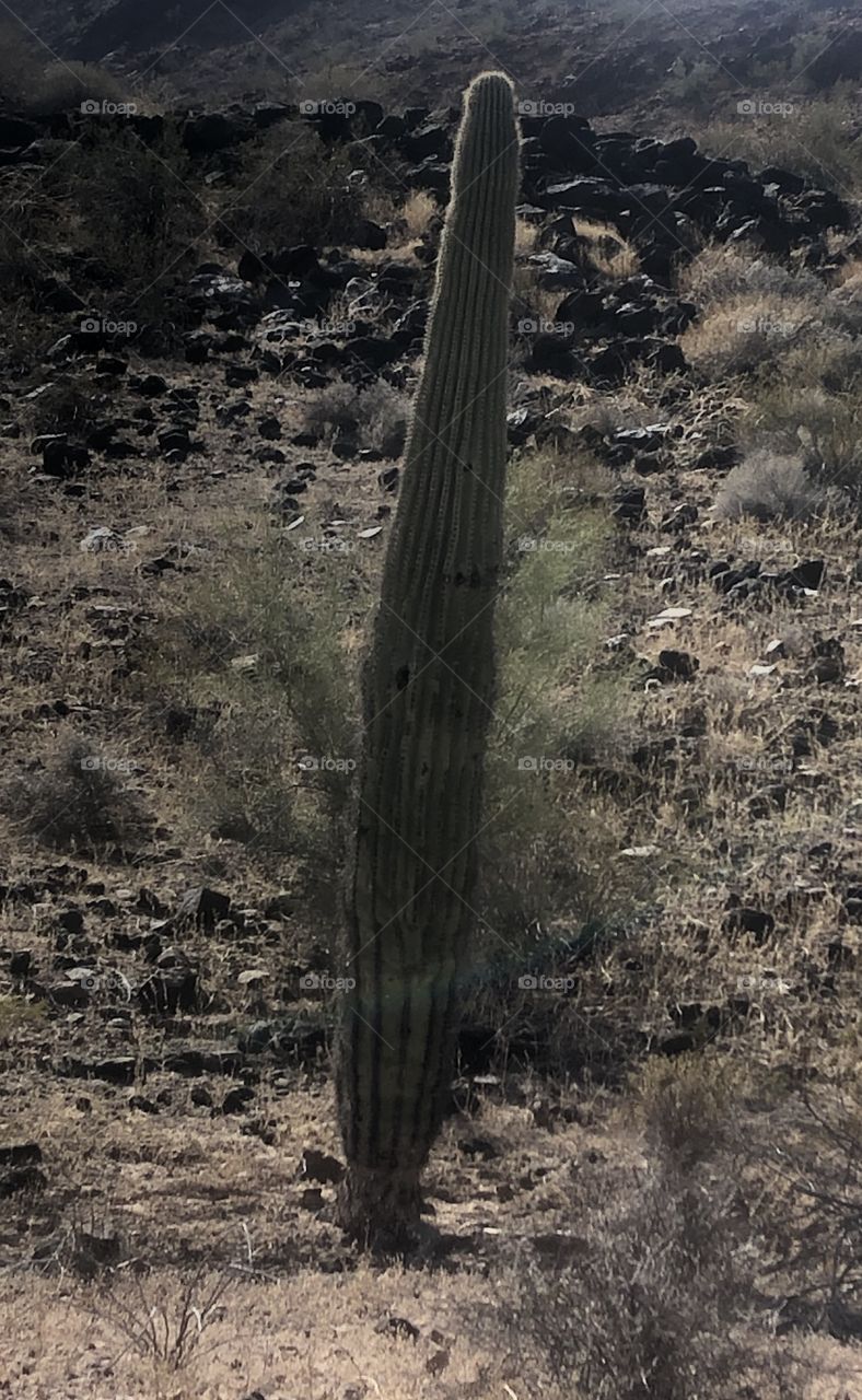 Saguaro Giganteus cactus in Arizona 