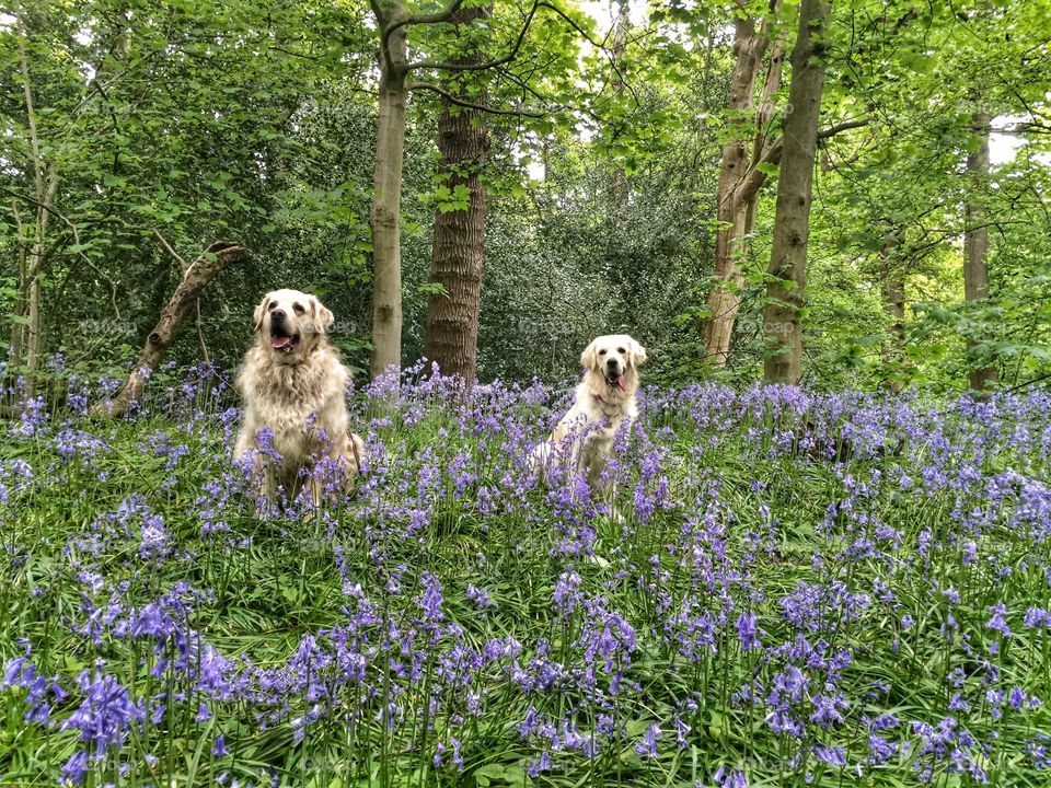 Nocas and Zoe on a stunning bluebell field