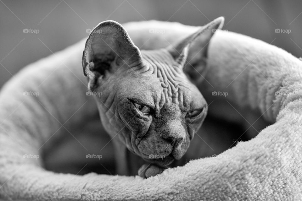 Canadian Sphynx closeup