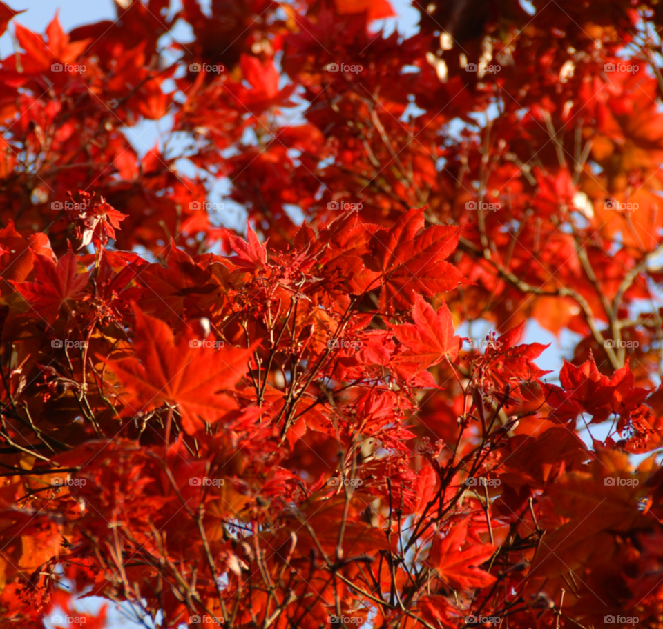 red tree leaves branches by lightanddrawing
