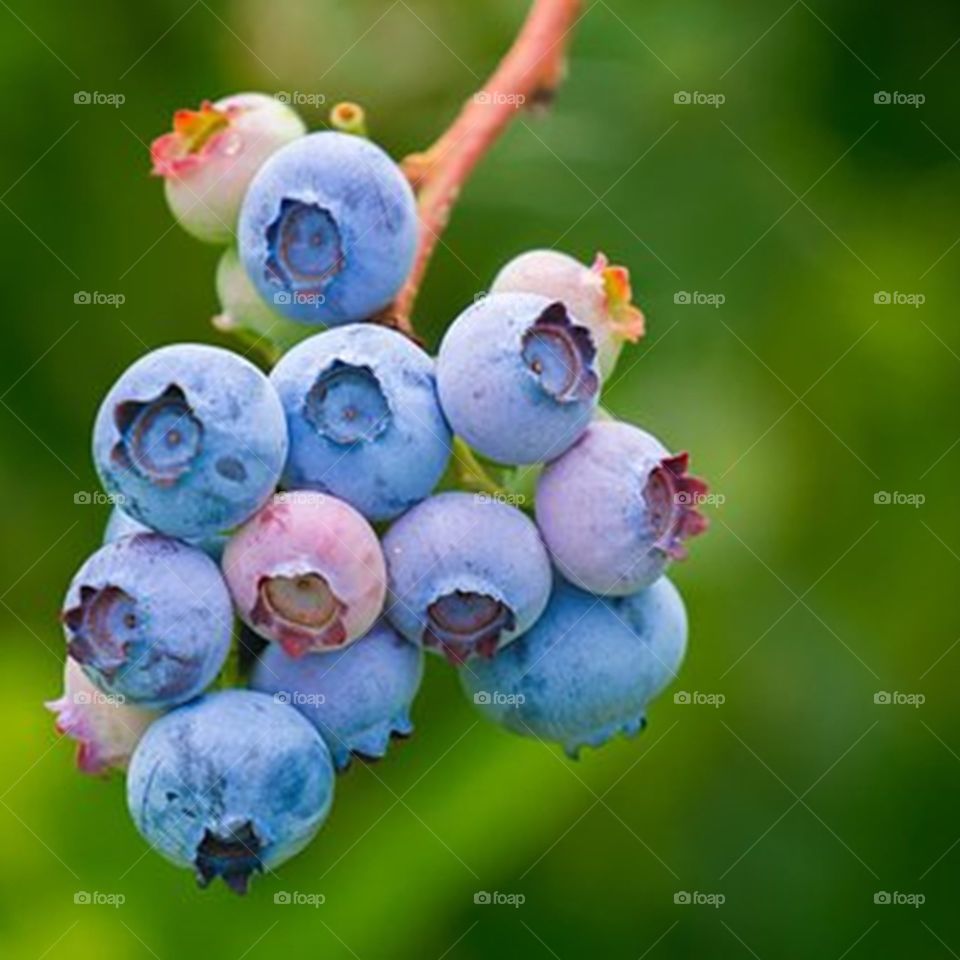 Blueberries