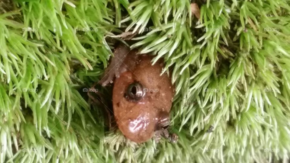 salamander in moss