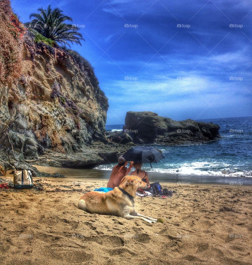 Relaxed dog at the beach