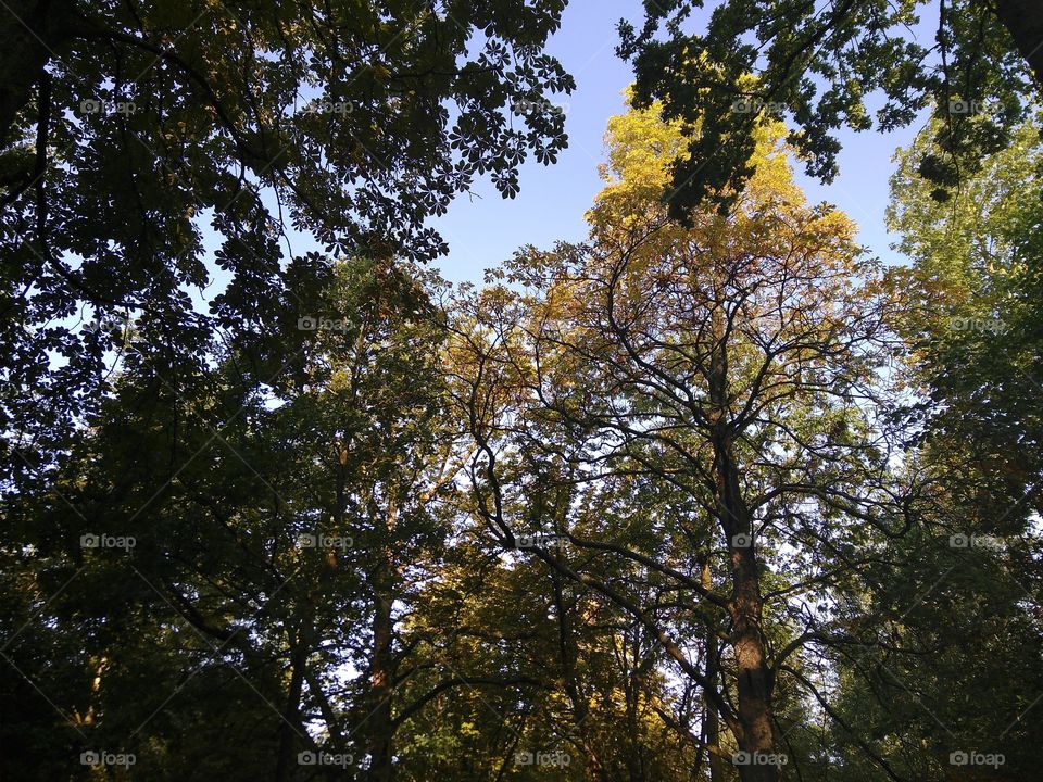 a sunny summer day in the forest