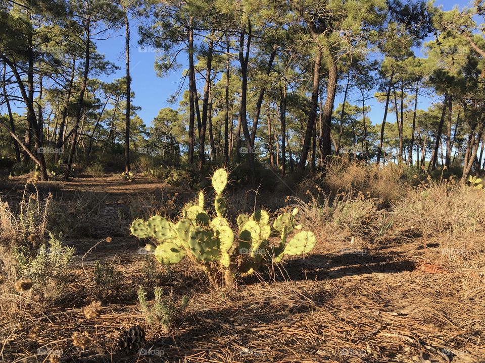 Evening sunlight on wild cactus in pines forest 