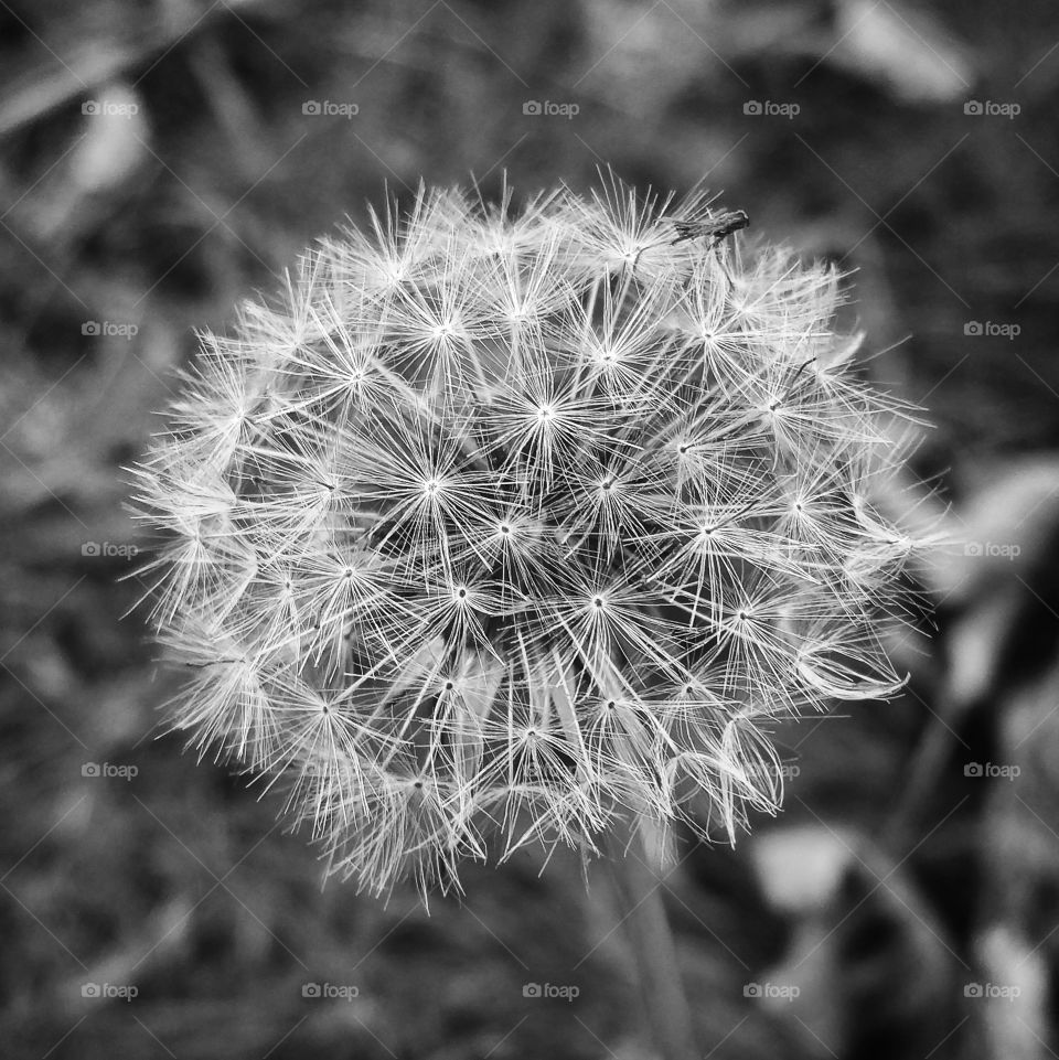 Dandelion in black and white