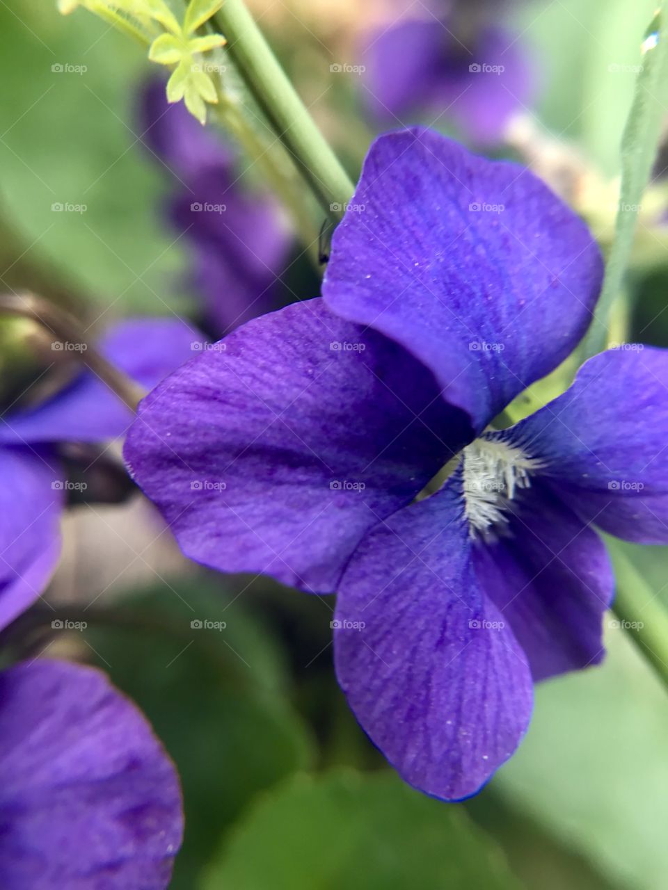 Purple field flower