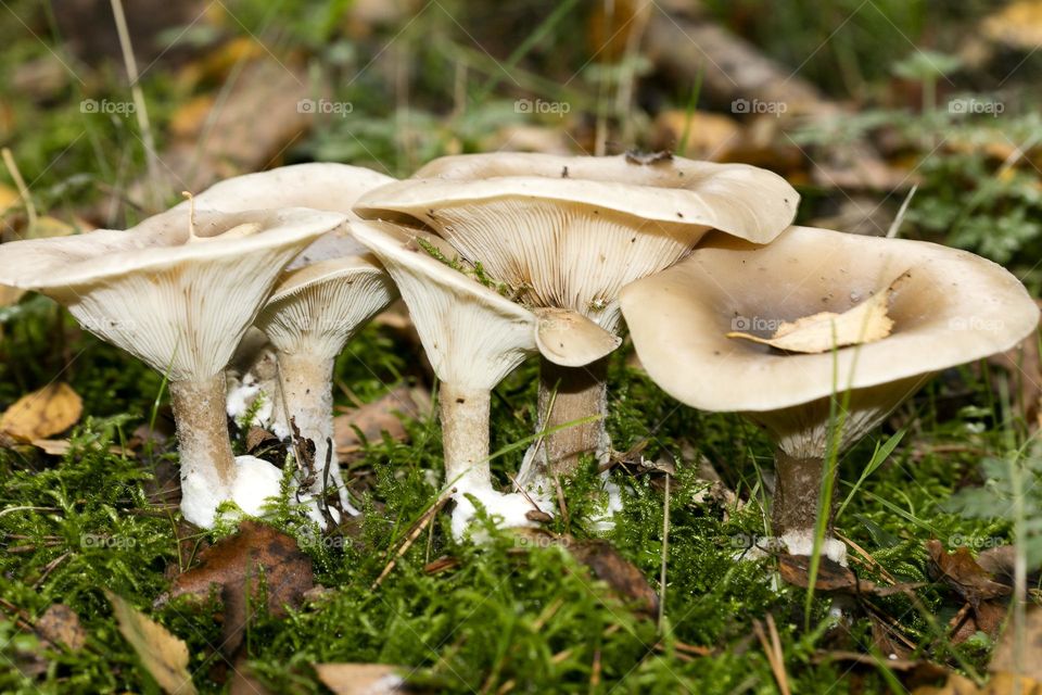 Winter wild mushroom in close up background nature therapy amazing wildlife beautiful life