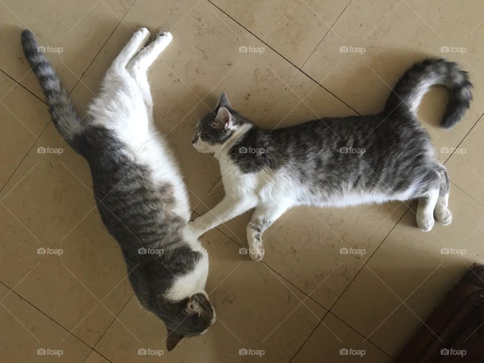 Two relaxing cats on fresh paving