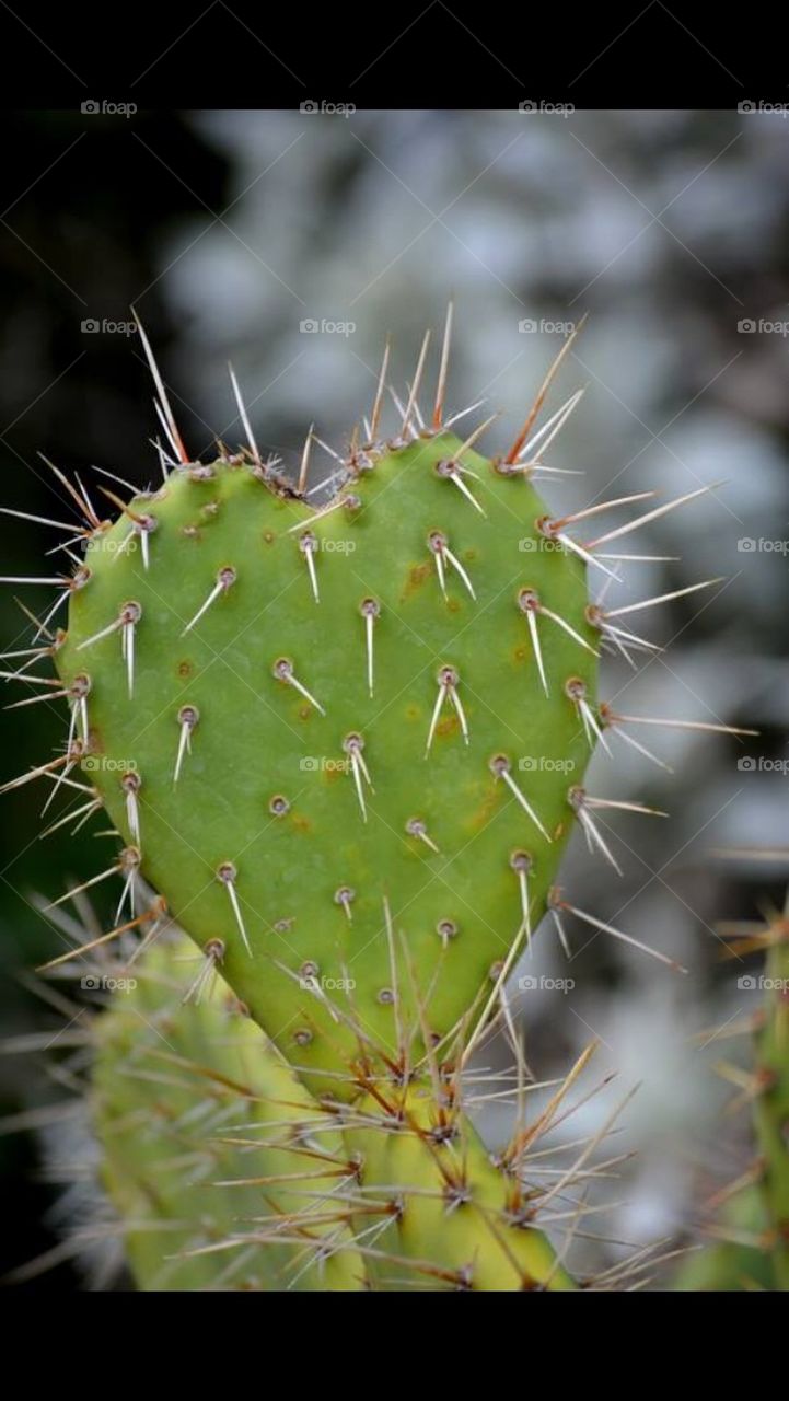 Cactus Love