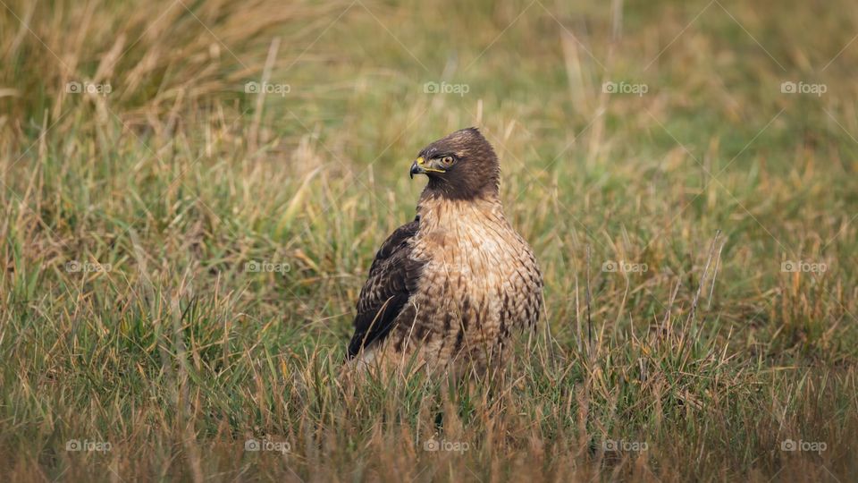 Hawk on grassy field