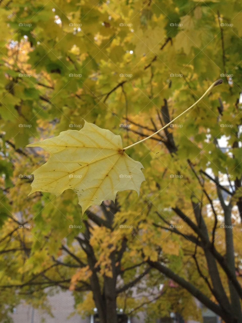 Beautiful leaves falling during autumn season

 