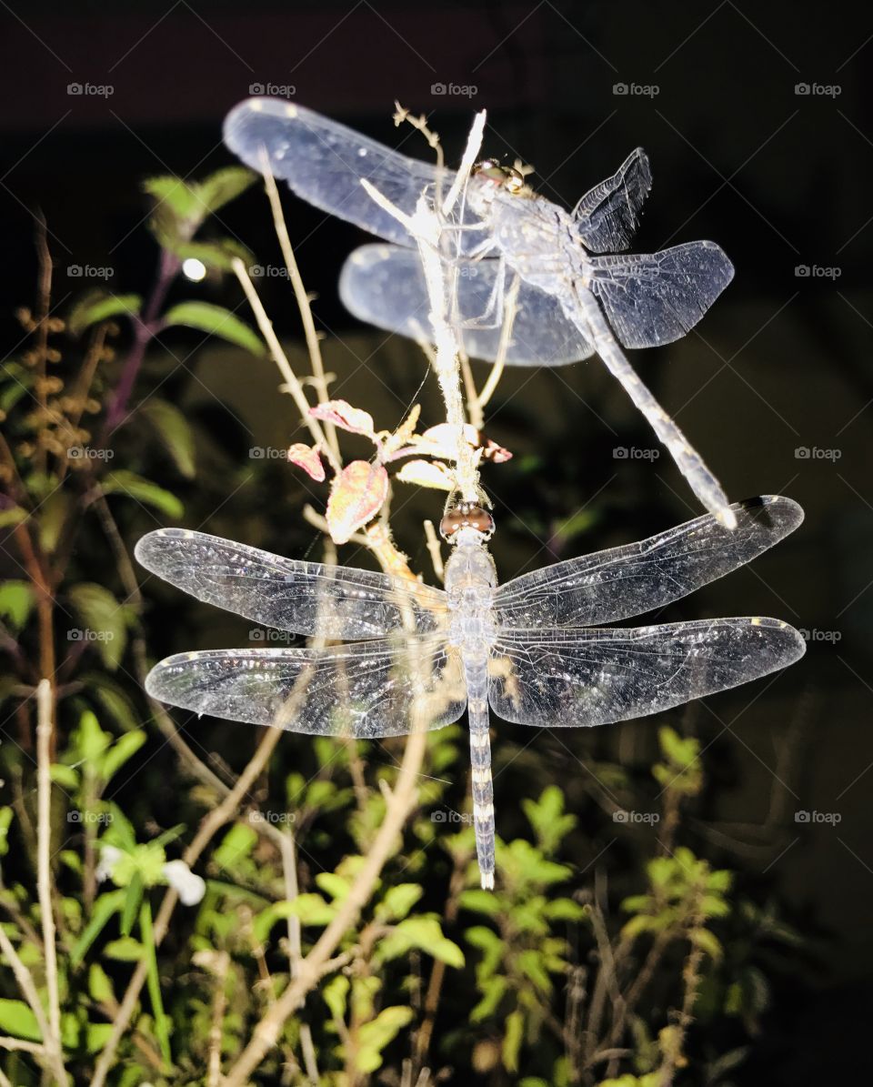 Dragonflies  night time 