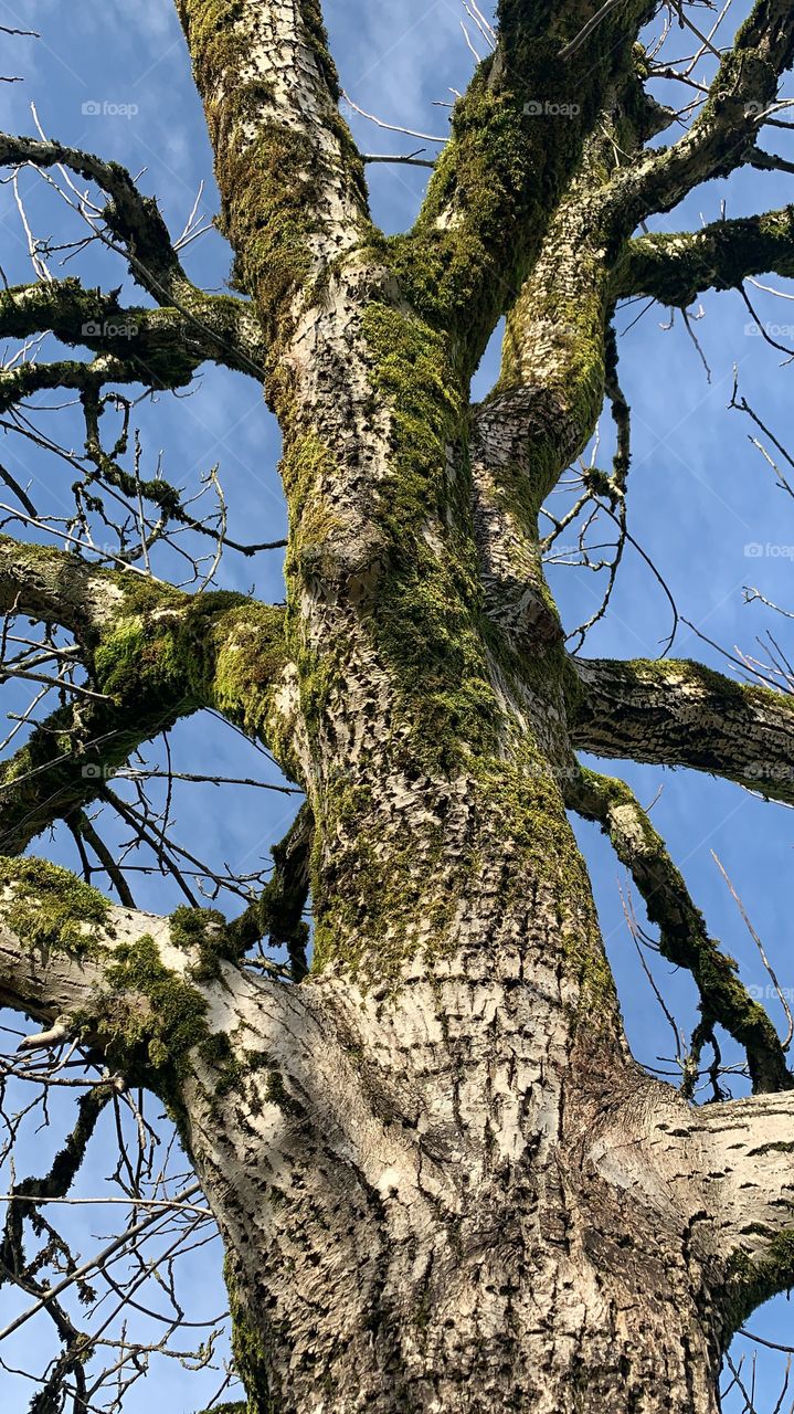 Black walnut tree trunk and bark close up