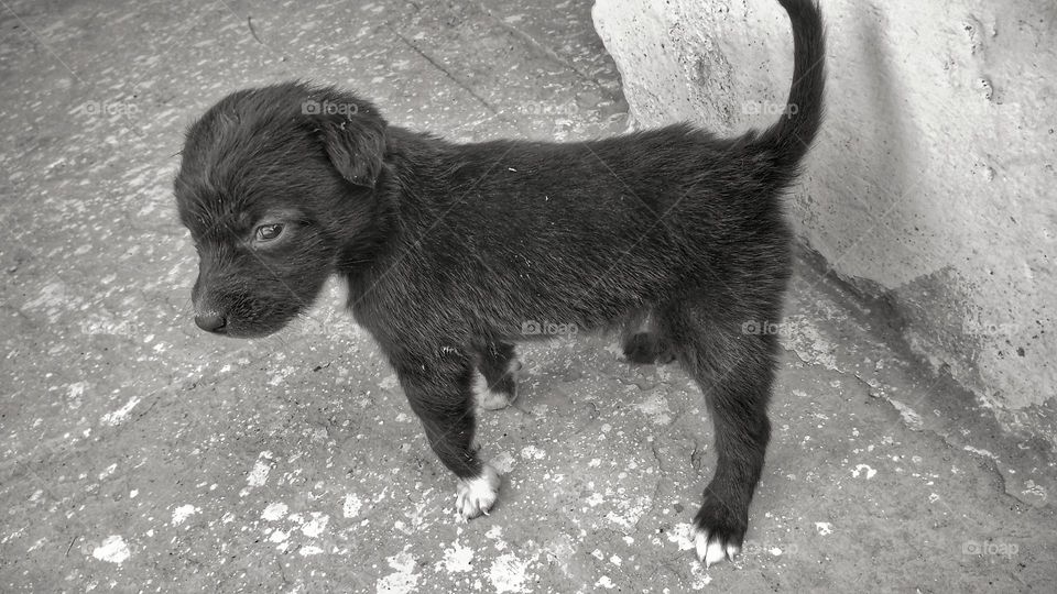 black and white vs colours