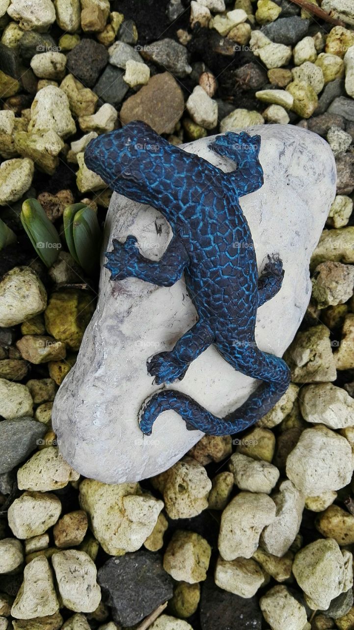 blue lizard on a white stone in garden