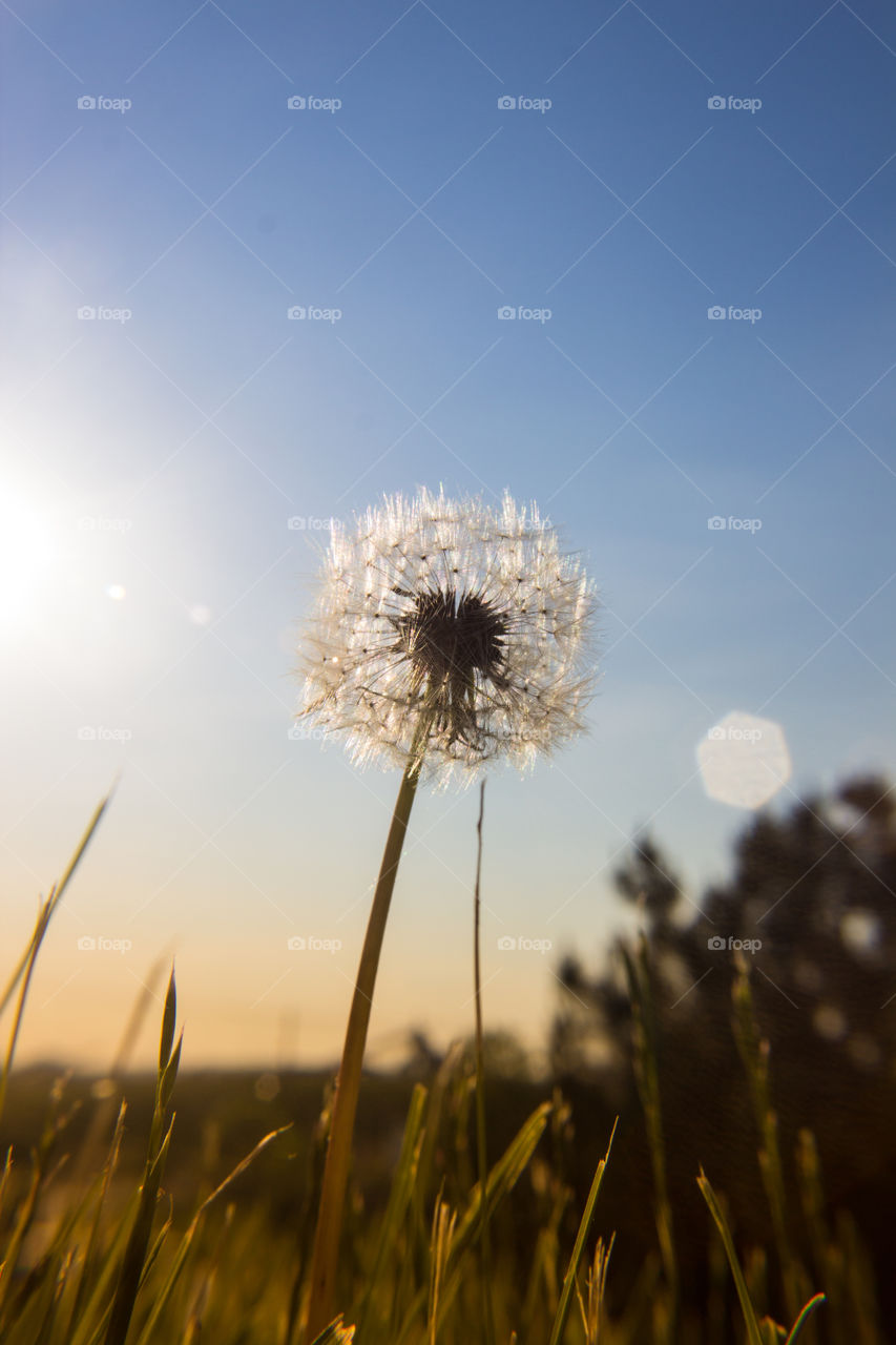 Dandy. Walking by this hill saw this beautiful dandelion 