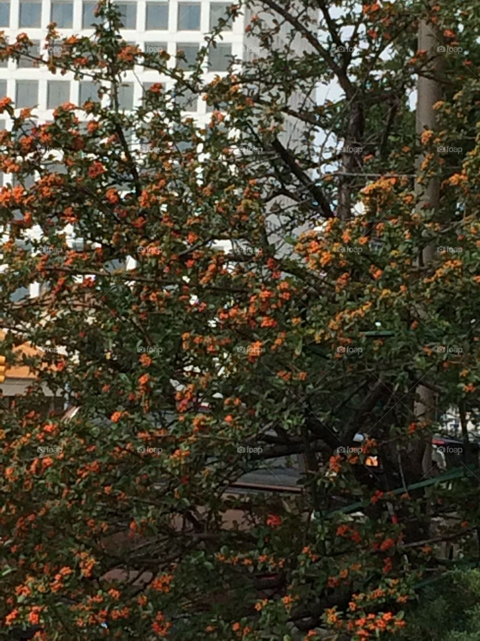 Orange bushes 