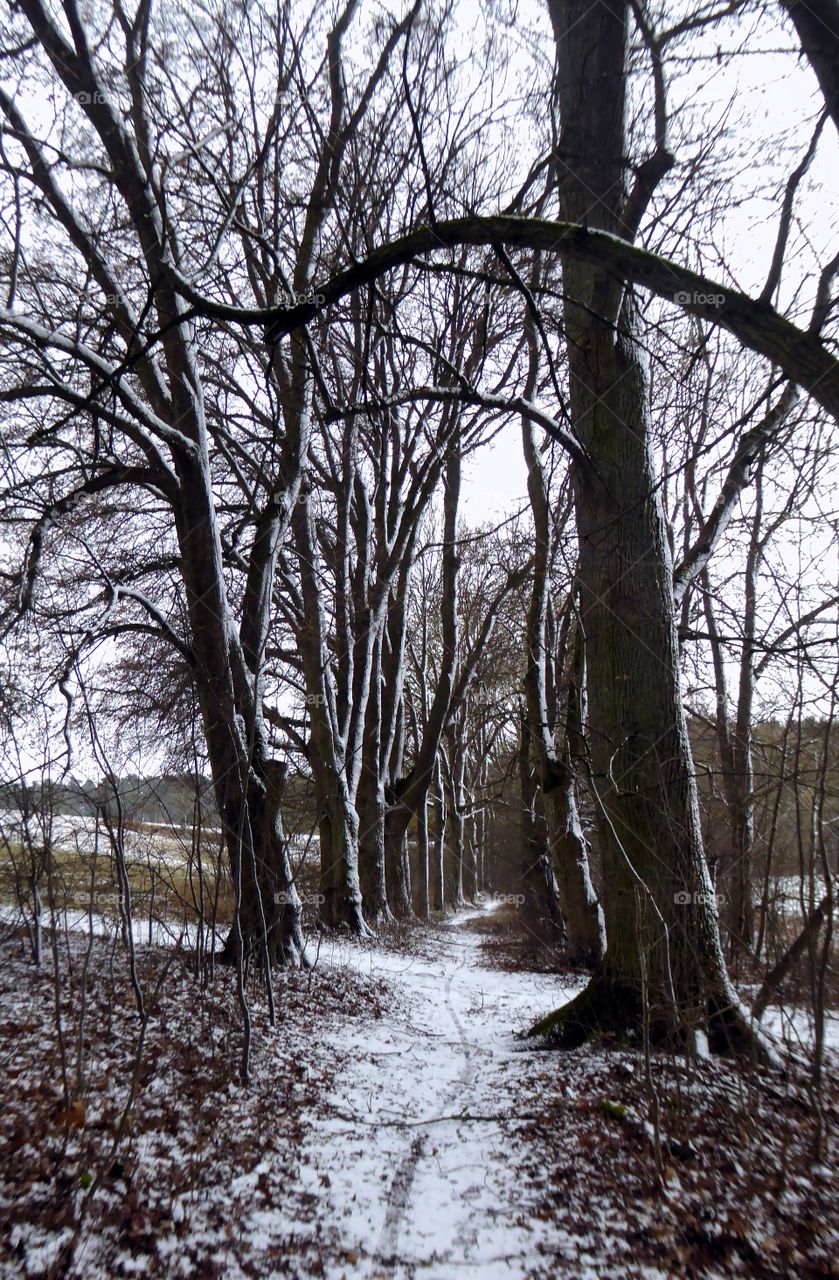snow on large trees beside a footpath