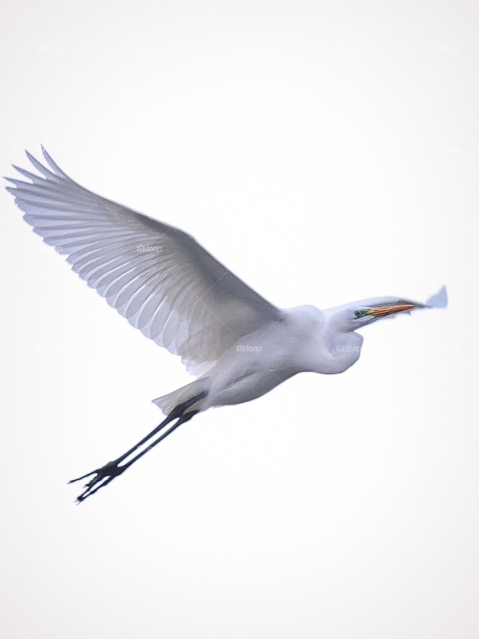 Egret