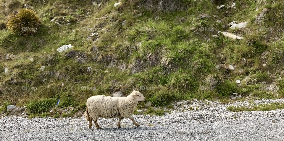 This sheep was doing a military marching:) 