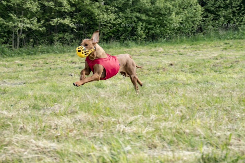 National Lure Coursing'o (CACL) in Lithuania (public event) that was on 2016-05-21