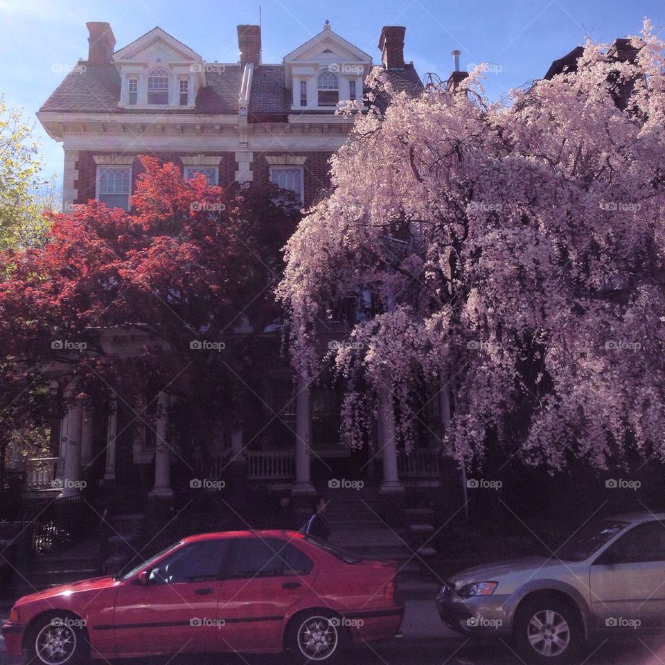 Cherry trees in Spruce Hill