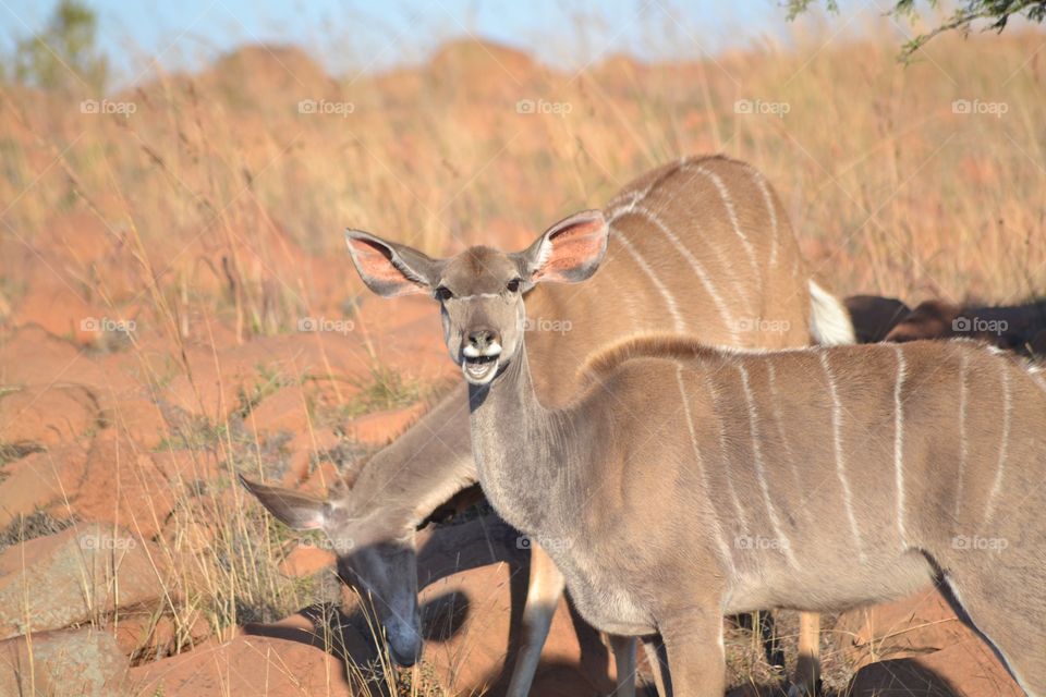 Kudu