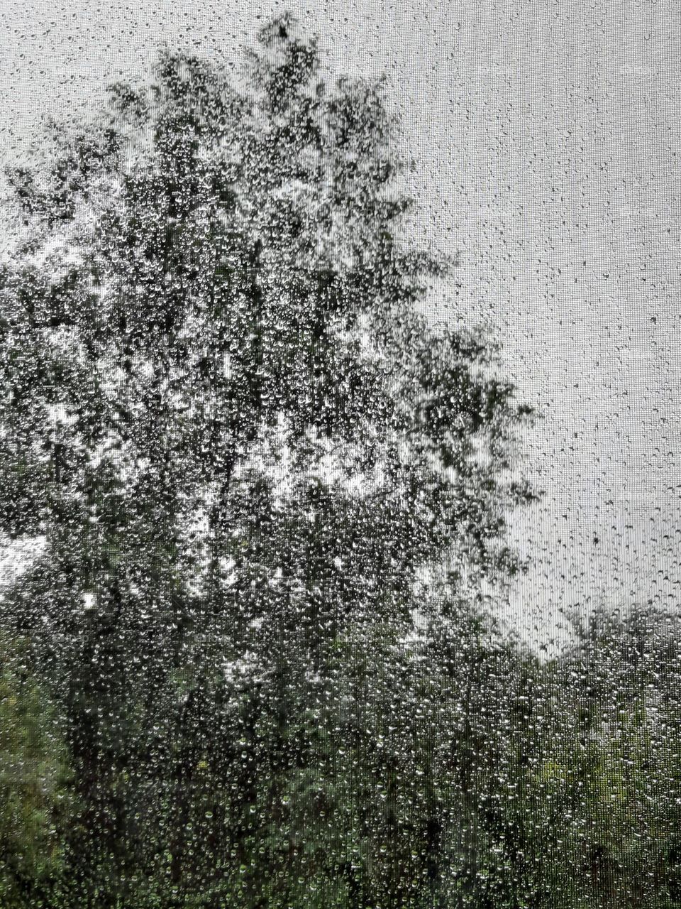 liquids are cool  - rain drops on mosquito mesh