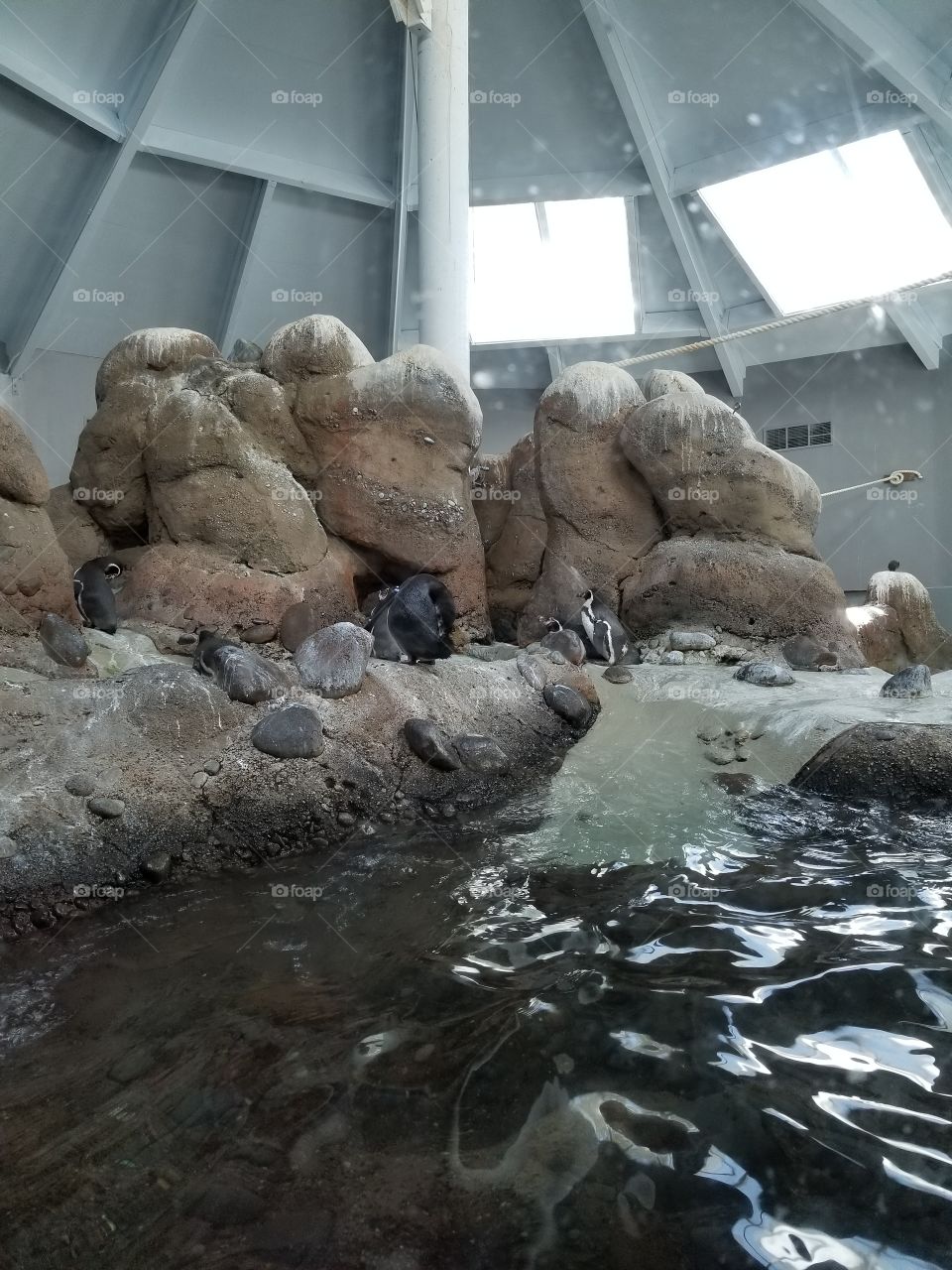 penguin zoo