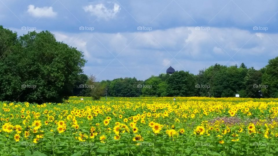 sunflower field