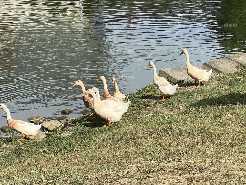 a flock of ducks
